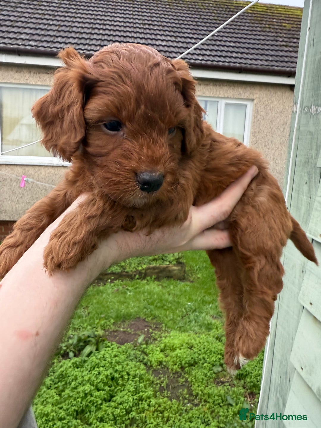 Cockapoo dogs for sale: Stunning toy size F1 cockapoo puppies - Image 15