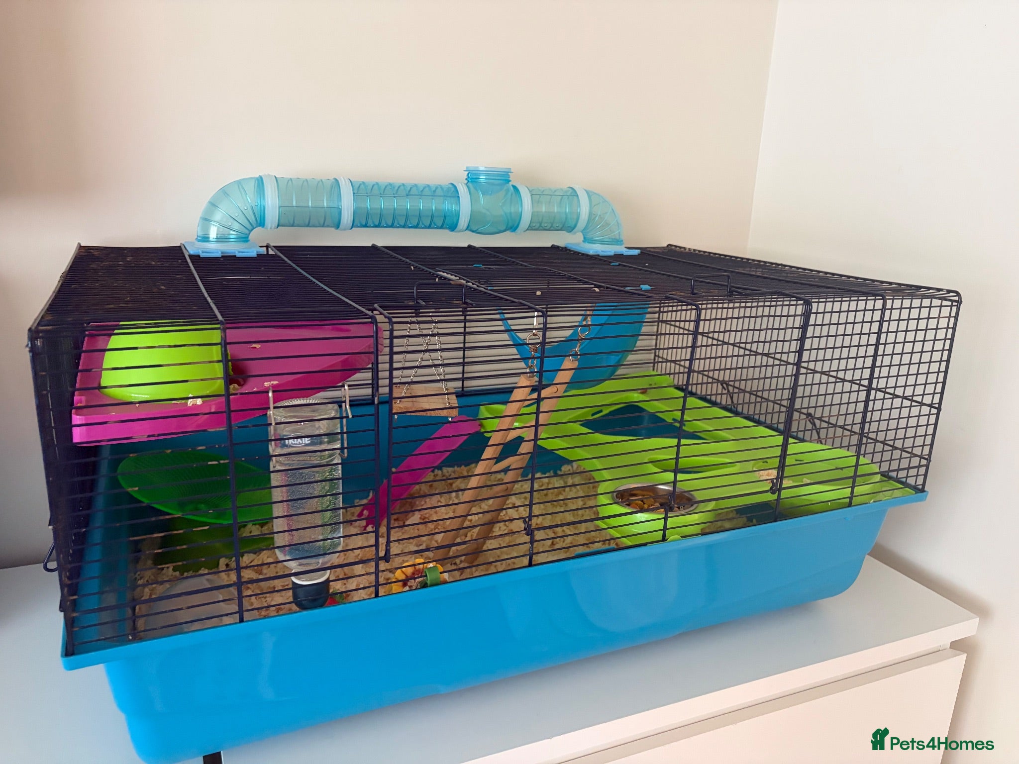 Hamster rodents Male Dwarf hamster  - Advert 2