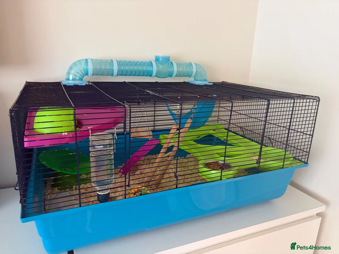 Hamster rodents for sale: Male Dwarf hamster  in Mansfield - Advert 1