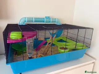Hamster rodents Male Dwarf hamster - Advert 2