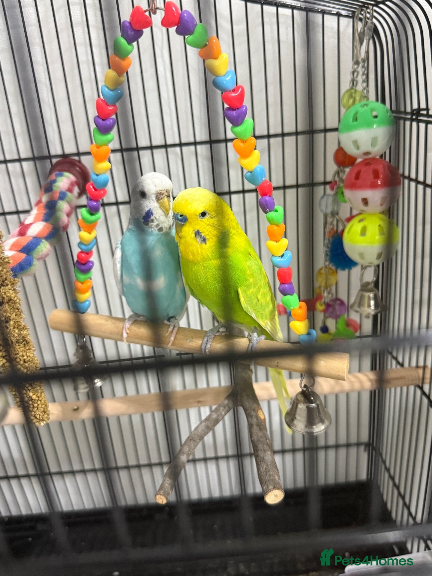Mixed Breed birds Budgies Pair with Cage, Stand,  Box Included - Advert 6