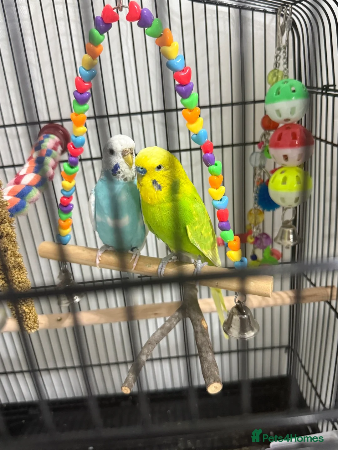 Mixed Breed birds for sale: Budgies Pair with Cage, Stand,  Box Included in Gillingham - Advert 1