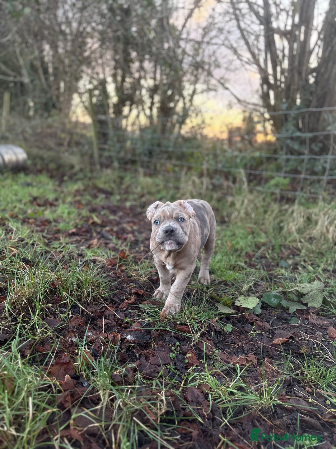 Olde English Bulldogge dogs for sale: 3 male puppy Olde English Bulldogges left - Advert 20