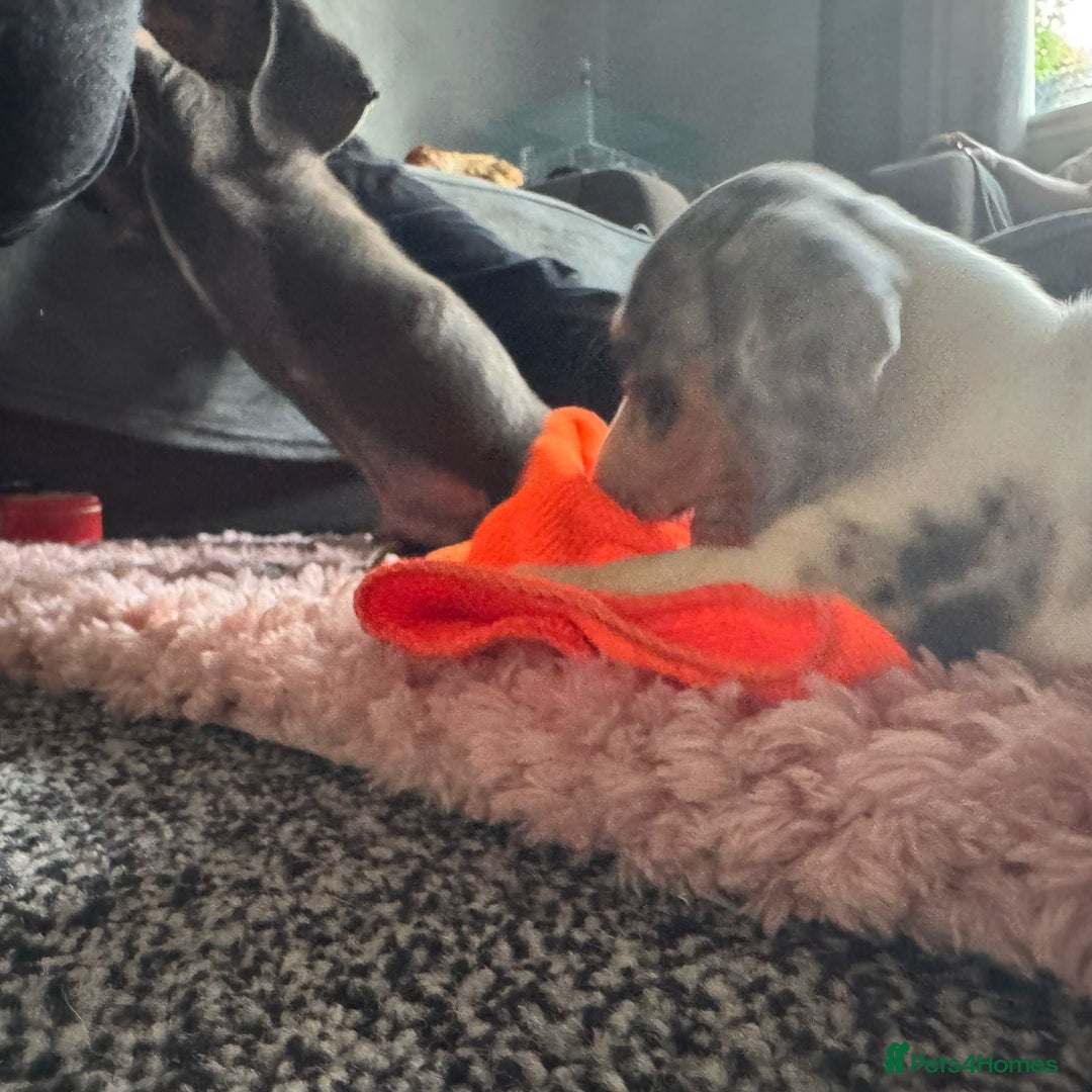 Dachshund dogs for sale: Dachshund puppies ready now  - Image 6