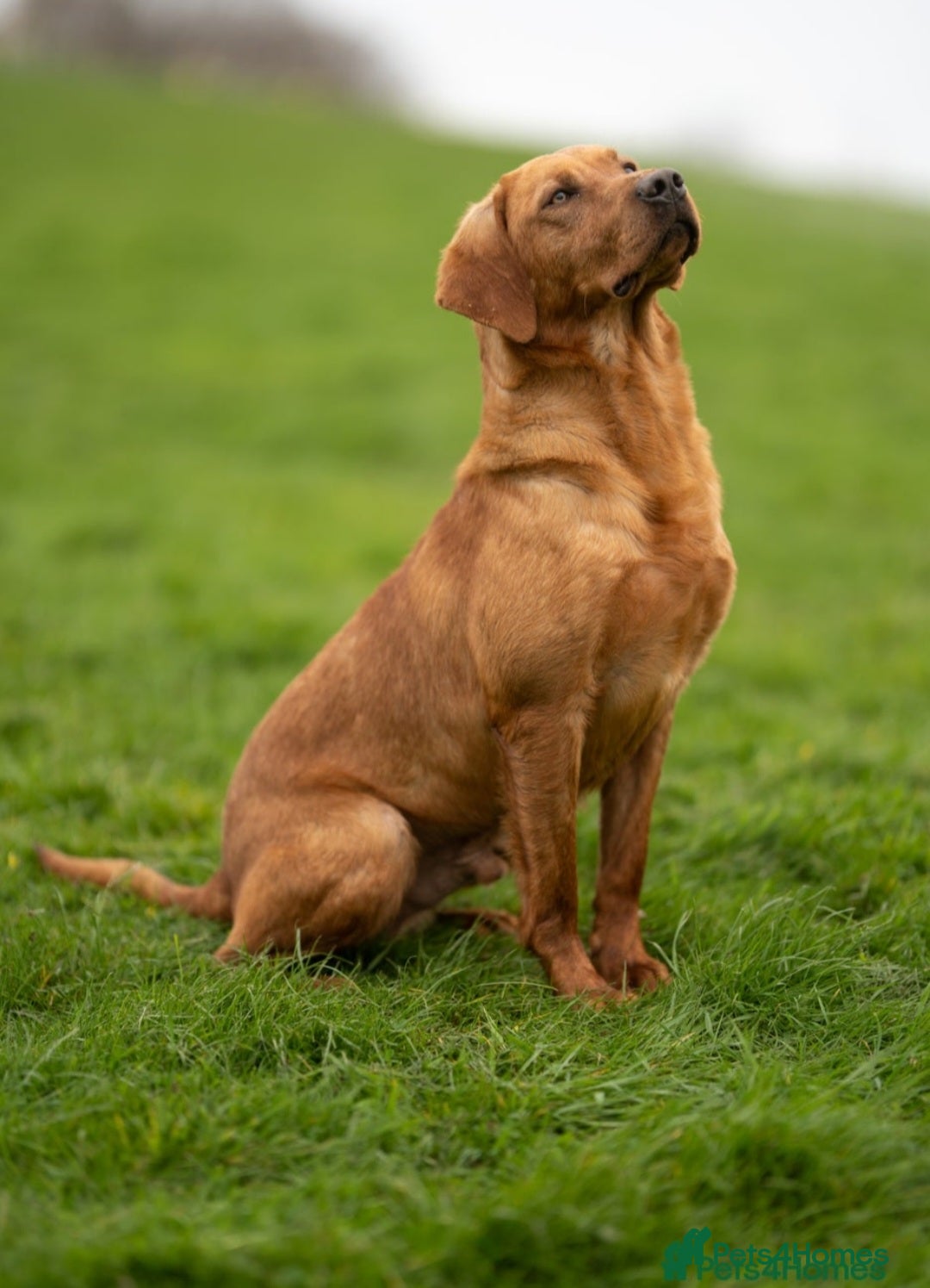Labrador Retriever dogs for sale: Health Tested Fox Red Puppies for Sale - Image 6