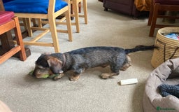 Miniature Dachshund dogs for stud: Looking for wife! Mini Wirehaired Dachshund - Image 19