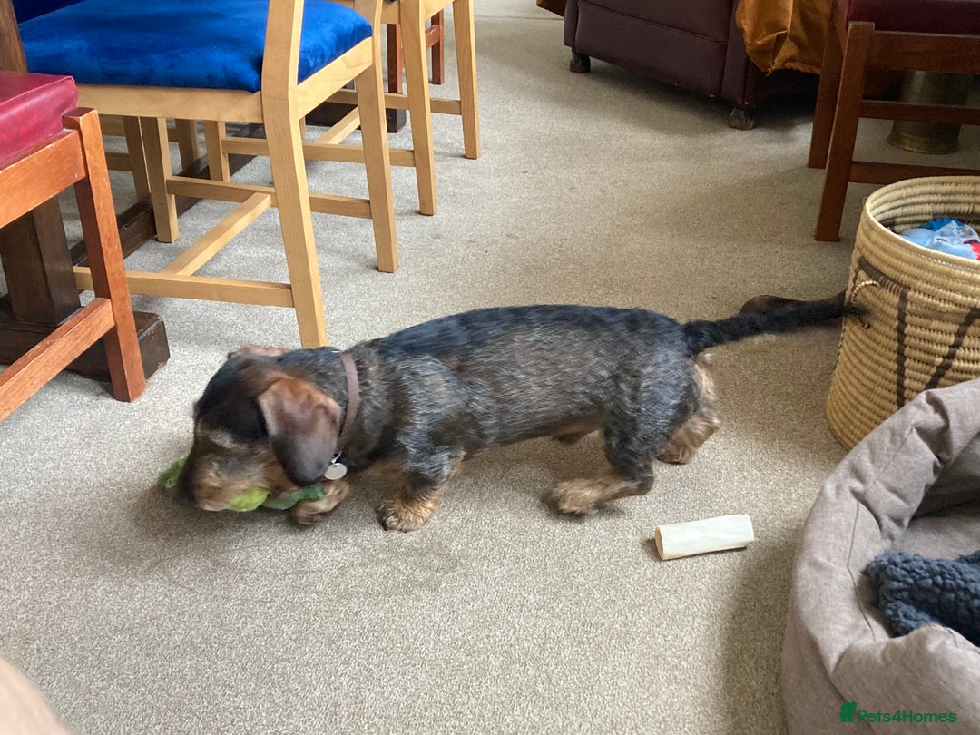 Miniature Dachshund dogs for stud: Looking for wife! Mini Wirehaired Dachshund - Image 19