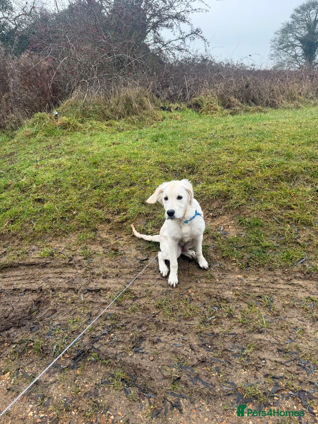 Golden Retriever dogs for sale: Golden retriever  - Advert 2