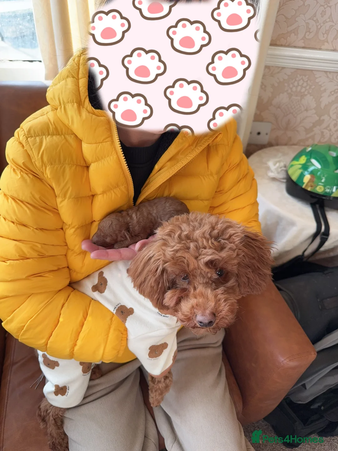 Toy Poodle dogs for sale: Tiny pure dark red toy poodles boy and girls  - Advert 6