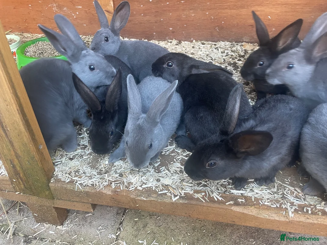 Rex rabbits for sale: Standard Rex rabbits - Advert 1