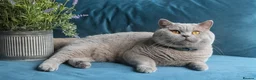 British Shorthair cats for stud: GCCF CHAMPION,TICA registered  in Barnsley - Advert 9