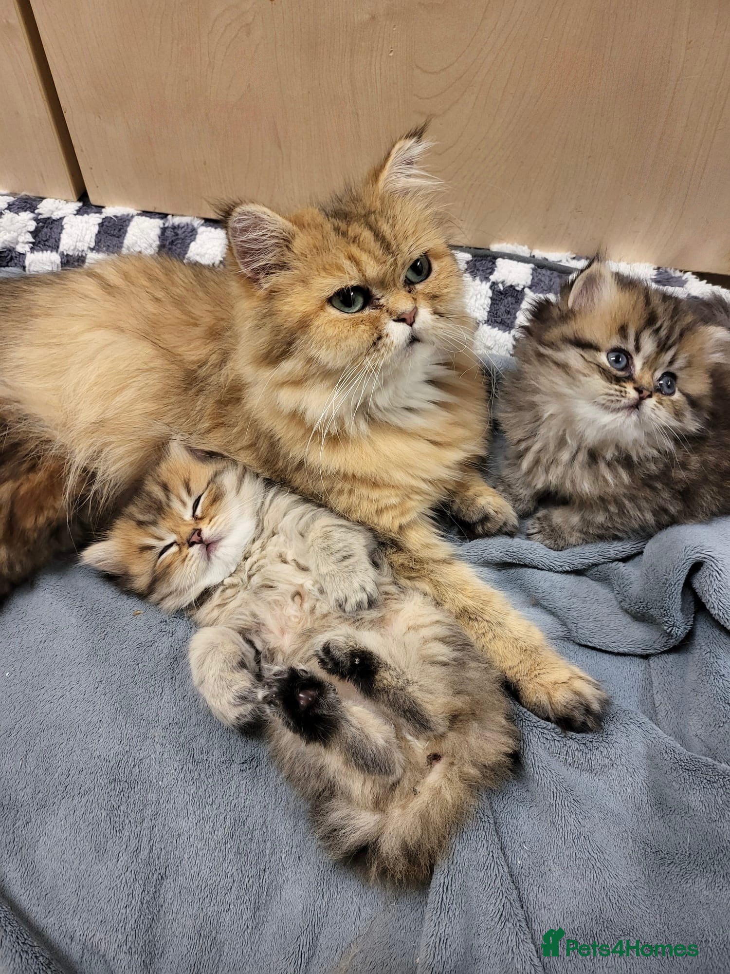 Persian cats Golden Shaded Persian 😻 - Advert 2