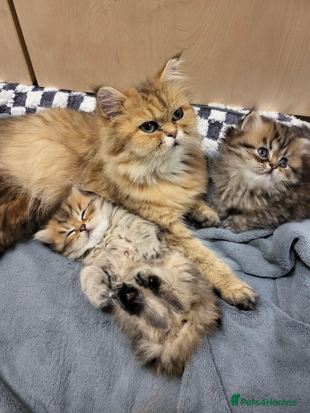 Persian cats for sale: Golden Shaded Persian 😻 - Advert 1