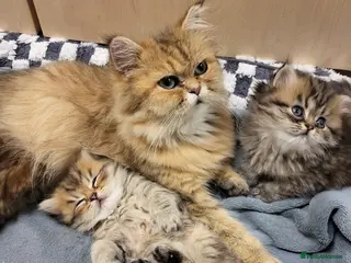 Persian cats Golden Shaded Persian 😻 - Advert 1