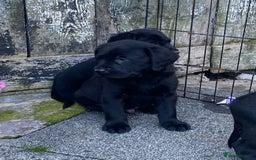 Labrador Retriever dogs for sale: TOP BRED LABRADOR PUPS - Image 7