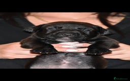 Belgian Shepherd Dog dogs for sale: Exceptional Herders from World-Class Lines - Image 26