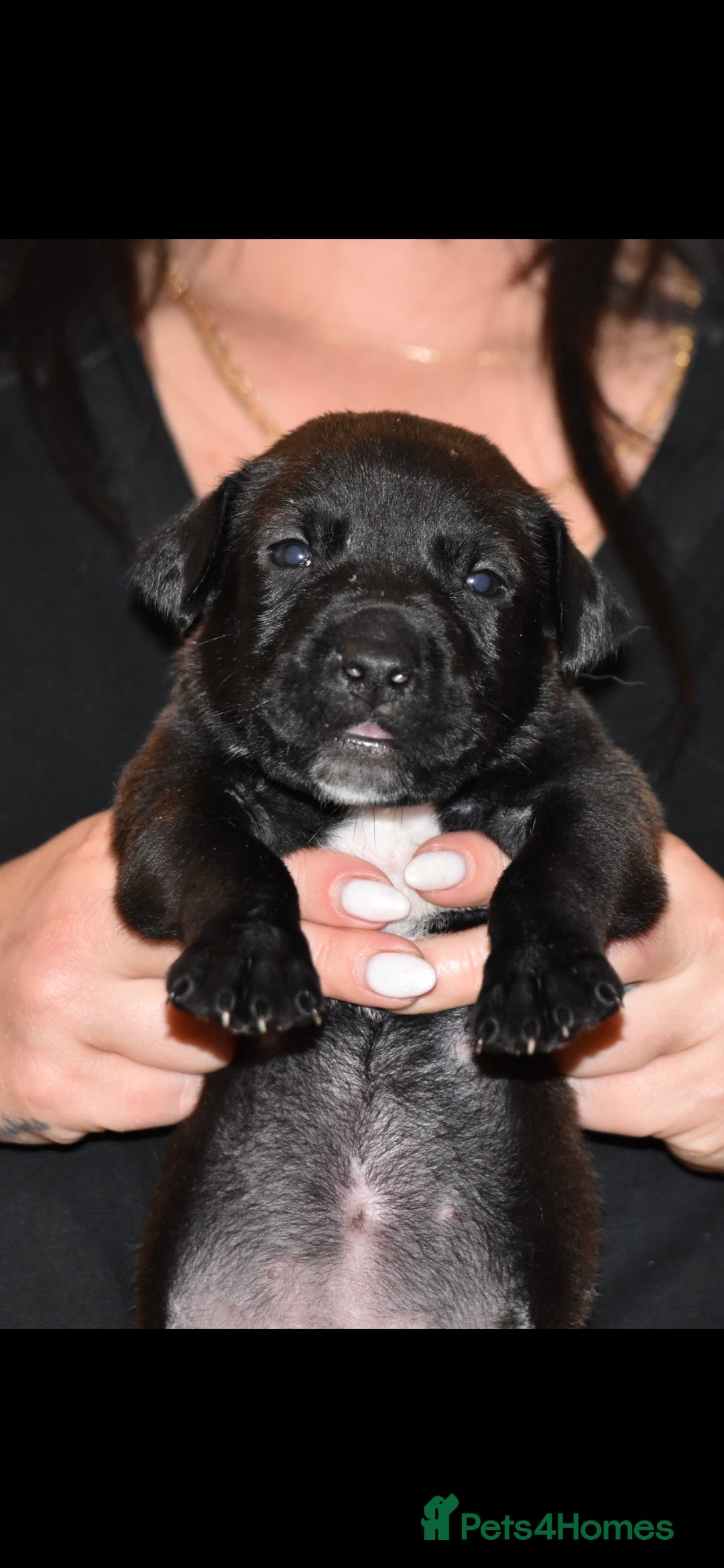 Belgian Shepherd Dog dogs for sale: Exceptional Herders from World-Class Lines - Image 26
