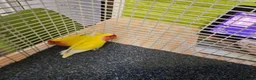 Lovebirds birds for sale: Yellow lovebirds pair in Cambridge - Advert 4