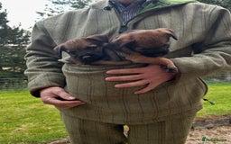 Border Terrier dogs for sale: KC Border Terrier Puppies  - Image 7