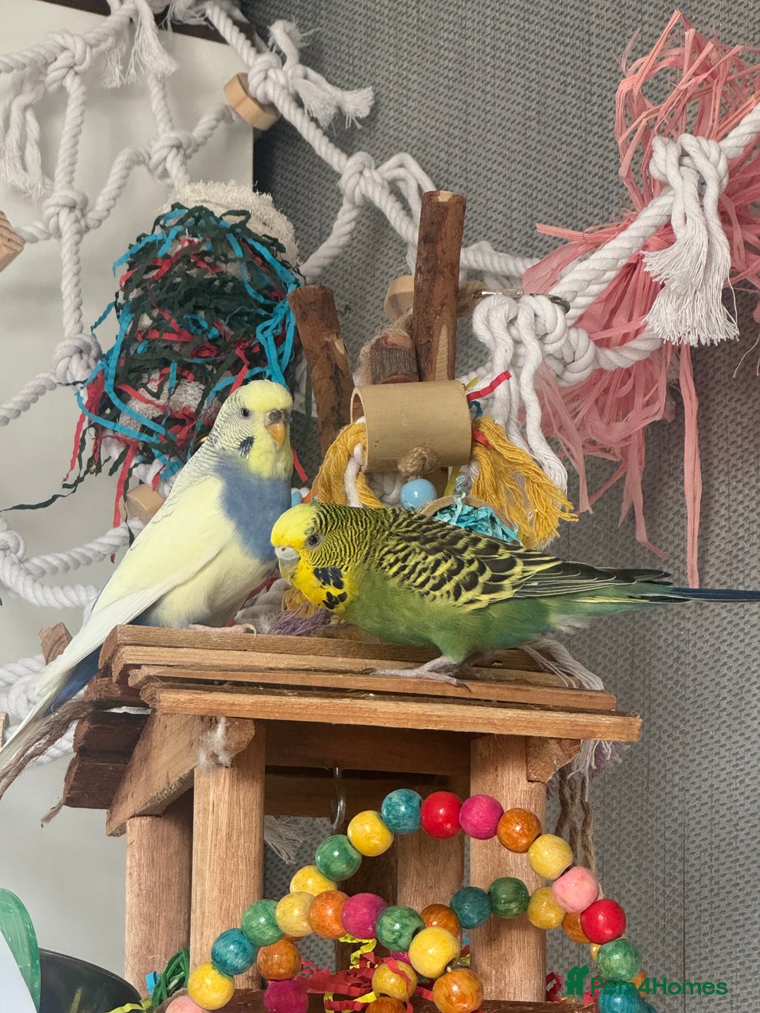 Budgerigars birds for sale: FREE Female Budgie - Advert 2