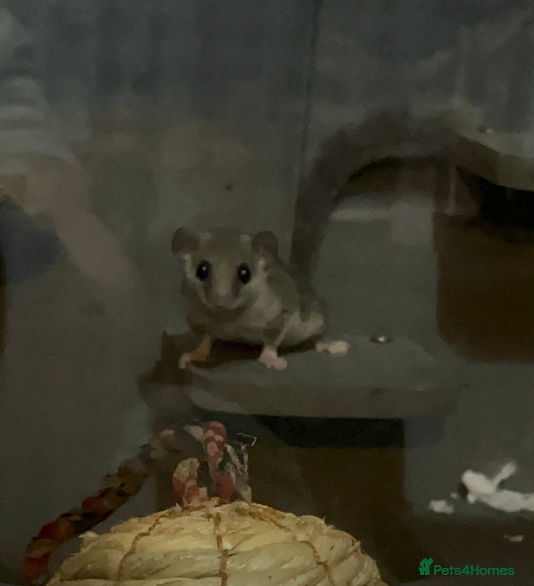 Mouse rodents for sale: Pygmy Doormice, Mixed Genders/Ages.  - Advert 2