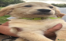 Golden Retriever dogs for sale: Only 1 male left. ! Golden retriever pups for sale - Image 1