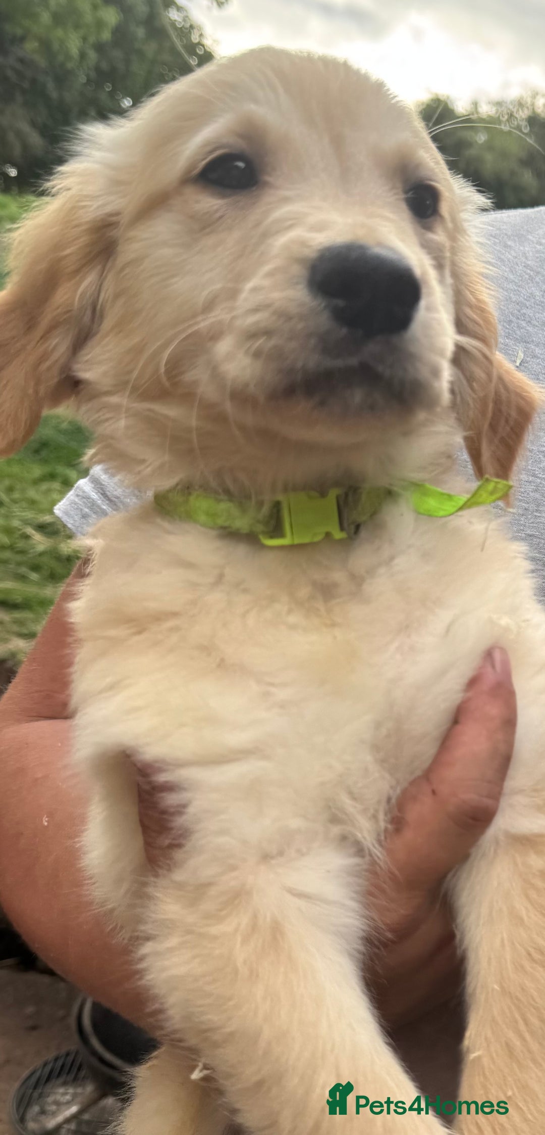 Golden Retriever dogs for sale: Only 1 male left. ! Golden retriever pups for sale - Image 1