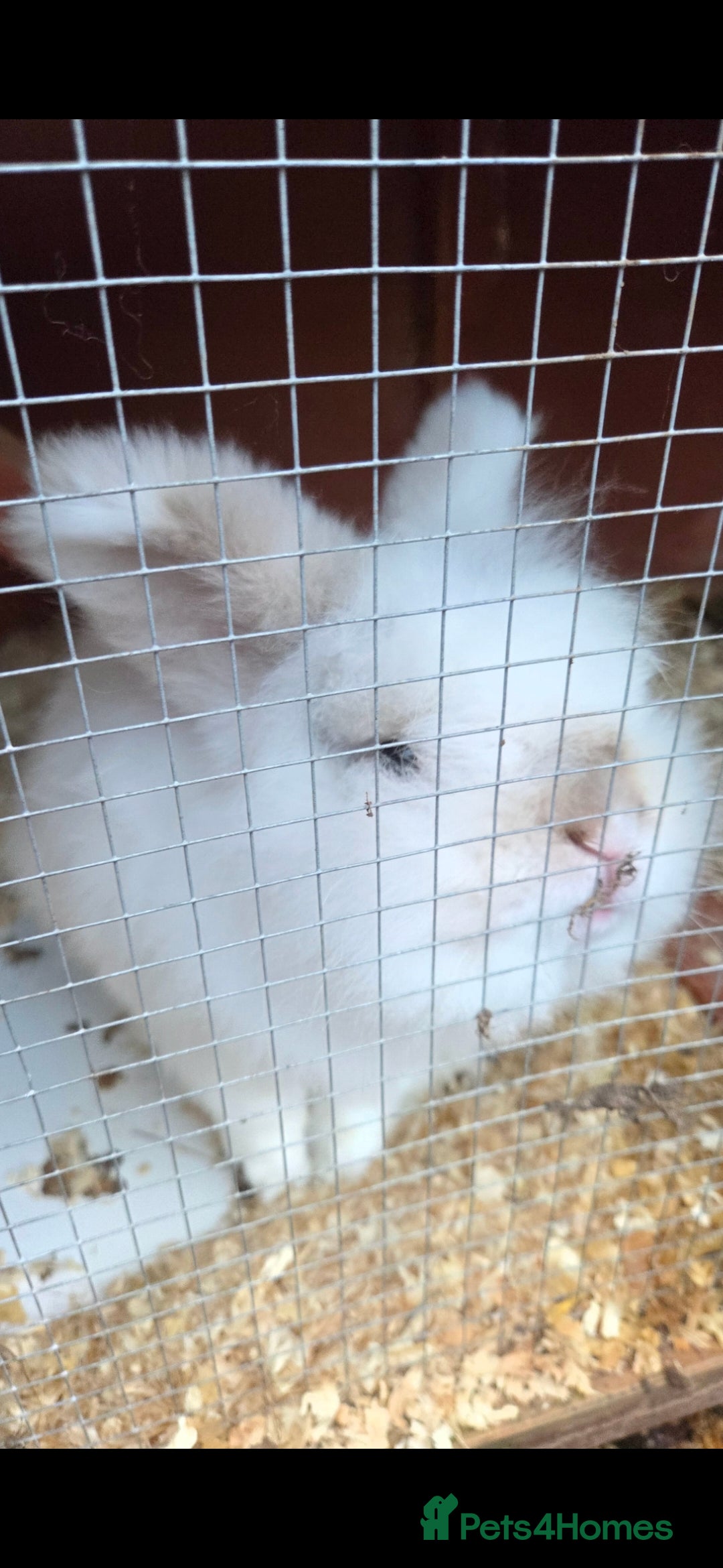 Lionhead rabbits Dwarf lionhead male rabbit - Advert 1