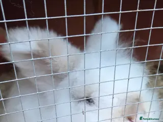 Lionhead rabbits Dwarf lionhead male rabbit - Advert 1