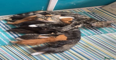 Mixed Breed cats - Advert 5