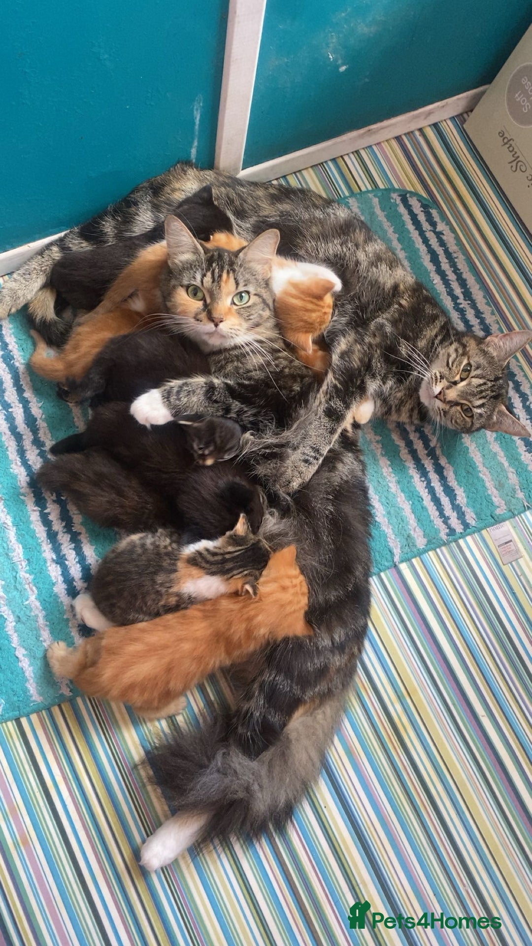 Mixed Breed cats for sale: 9 Beautiful Mixed Kittens - Image 3