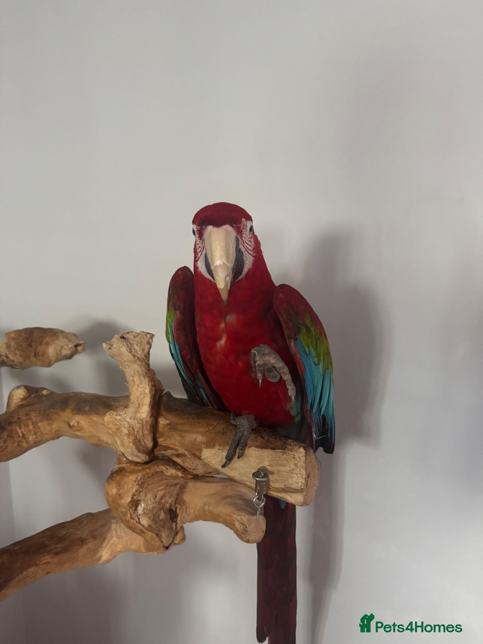 Macaws birds Green Winged Macaw - Advert 1