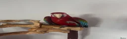 Macaws birds for sale: Green Winged Macaw - Advert 1