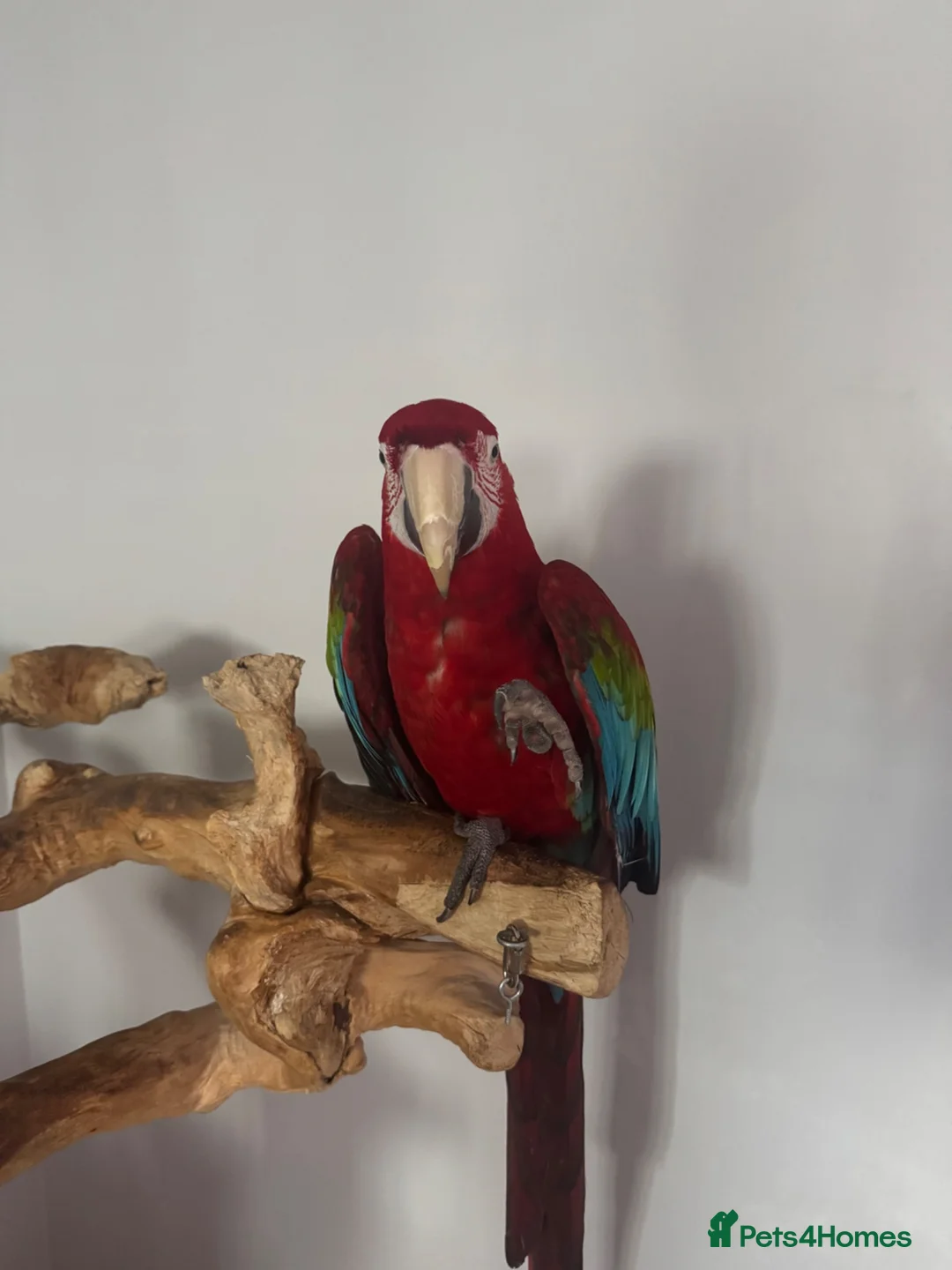 Macaws birds for sale: Green Winged Macaw - Advert 1