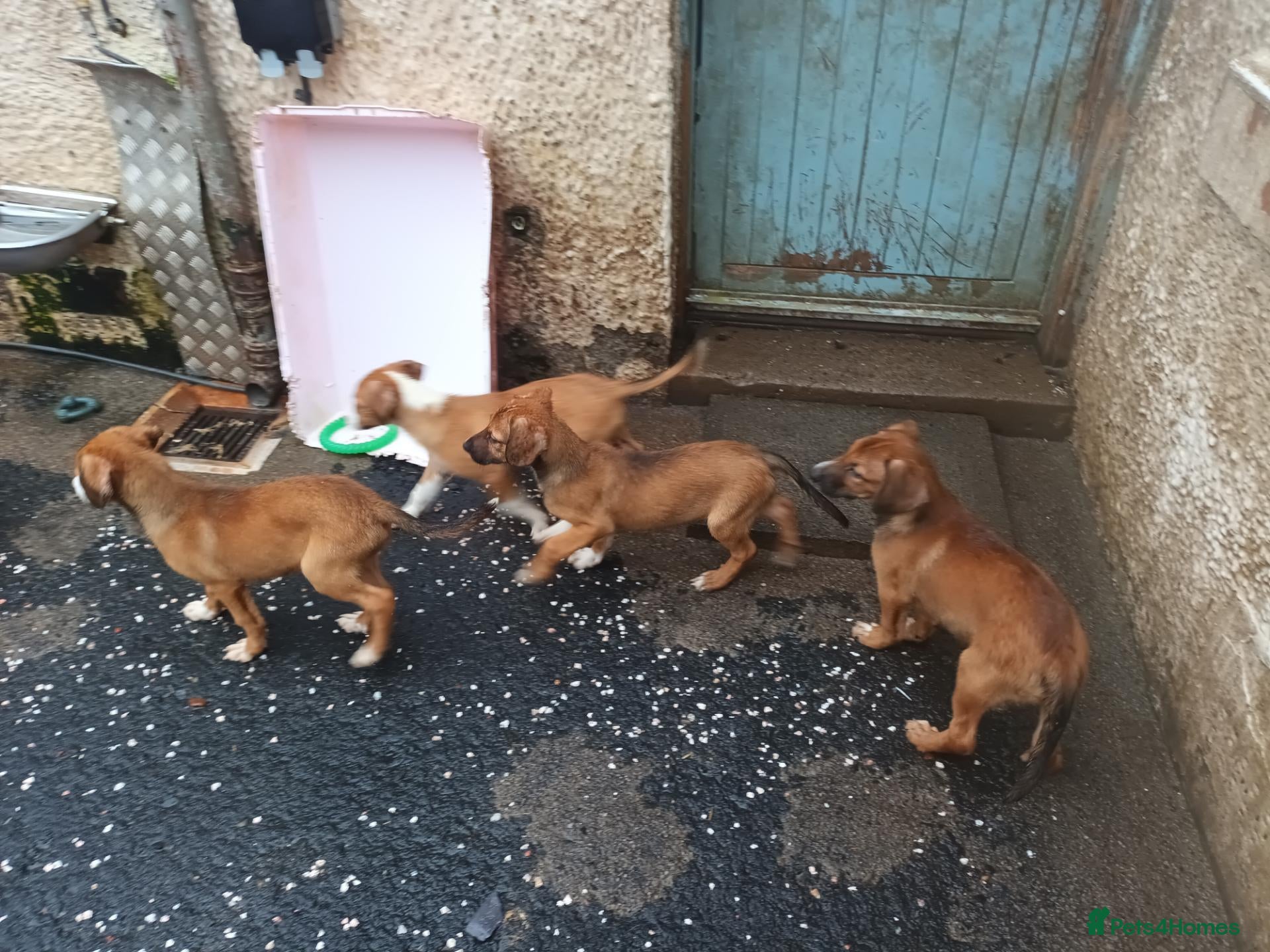 Mixed Breed dogs Border collie x puppies - Advert 1