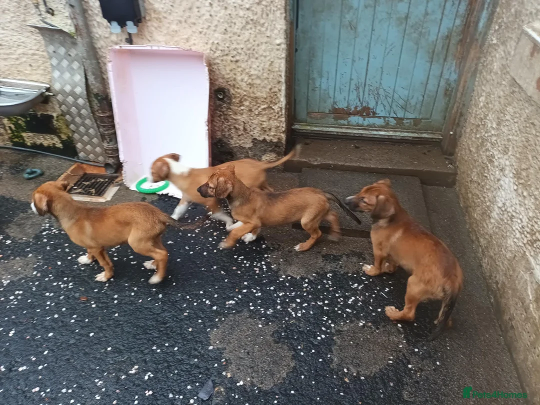 Mixed Breed dogs for sale: Border collie x puppies - Advert 1