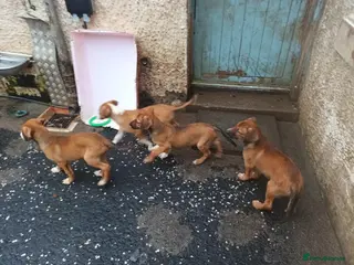Mixed Breed dogs Border collie x puppies - Advert 1