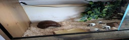Corn Snake reptiles for sale: Tinsel - Advert 4