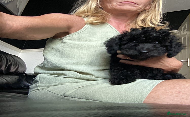 Doxiepoo dogs - Advert 4