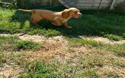 Cocker Spaniel dogs for sale: Gorgeous cocker spaniel puppies  - Image 2