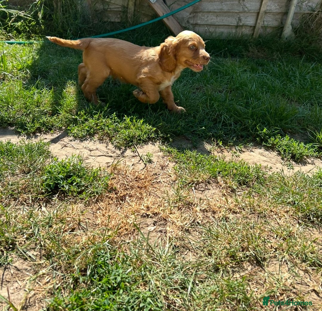 Cocker Spaniel dogs for sale: Gorgeous cocker spaniel puppies  - Image 2
