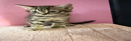 Mixed Breed cats for sale: Beautiful 9 week old kittens  - Advert 5