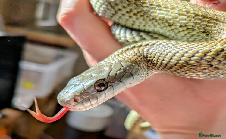 Rat Snake reptiles - Advert 1