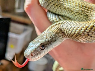 Rat Snake reptiles - Advert 2