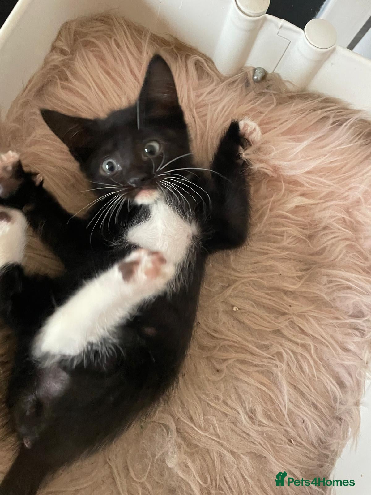 Mixed Breed cats 5 male 1 female kittens  - Advert 1