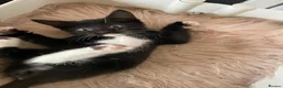 Mixed Breed cats for sale: 5 male 1 female kittens  - Advert 1