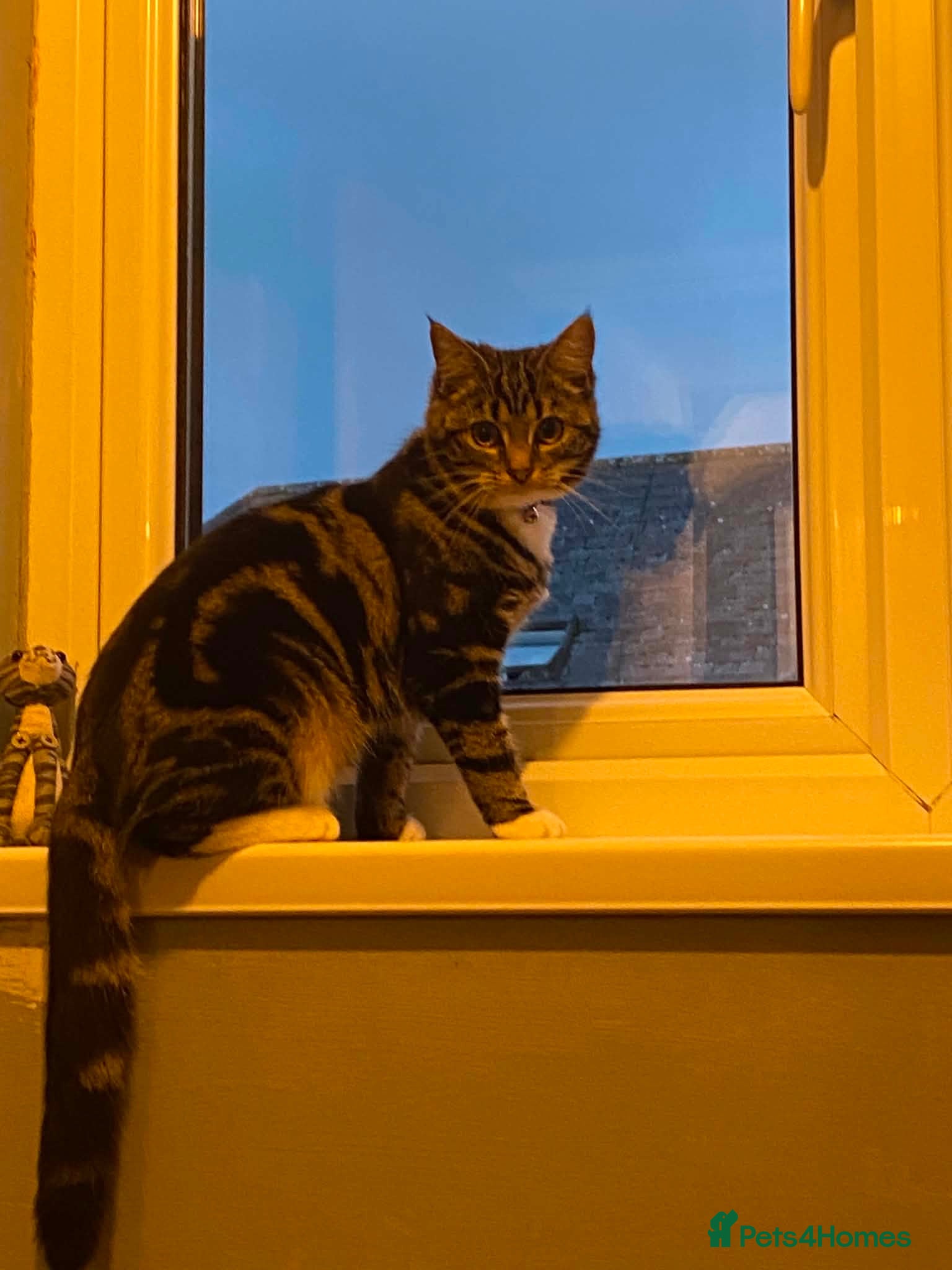 Domestic Shorthair cats One male kitten  - Advert 1