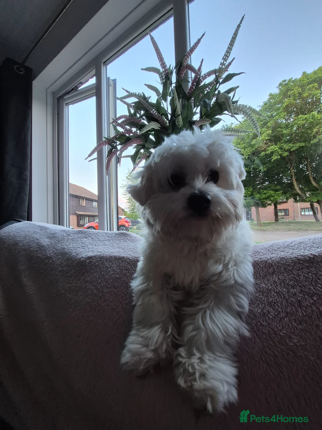 Maltese dogs for sale: Maleste boy for sale one year old in Ramsgate - Advert 2