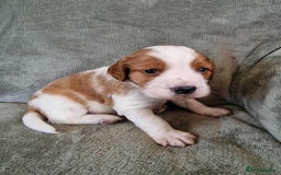 Welsh Springer Spaniel dogs for sale: Beautiful trio of pedigree welsh springer spaniels - Image 4