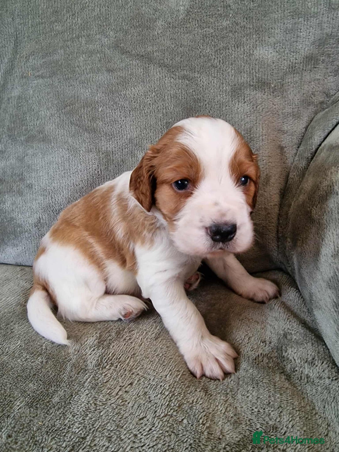 Welsh Springer Spaniel dogs for sale: Beautiful trio of pedigree welsh springer spaniels - Image 4